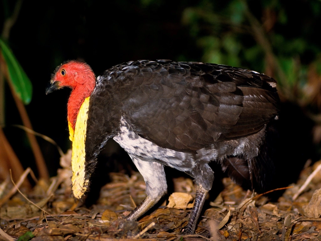 Pine Ridge bush turkey