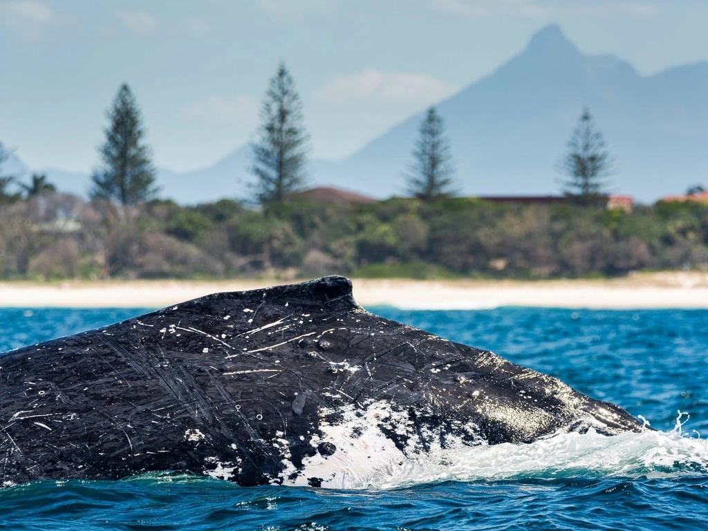 Battle Scars-Humpbacks form competition pods on the migration, fighting over the females attention.