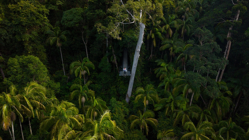 Tamborine Rainforest Skywalk - Content Creator Program