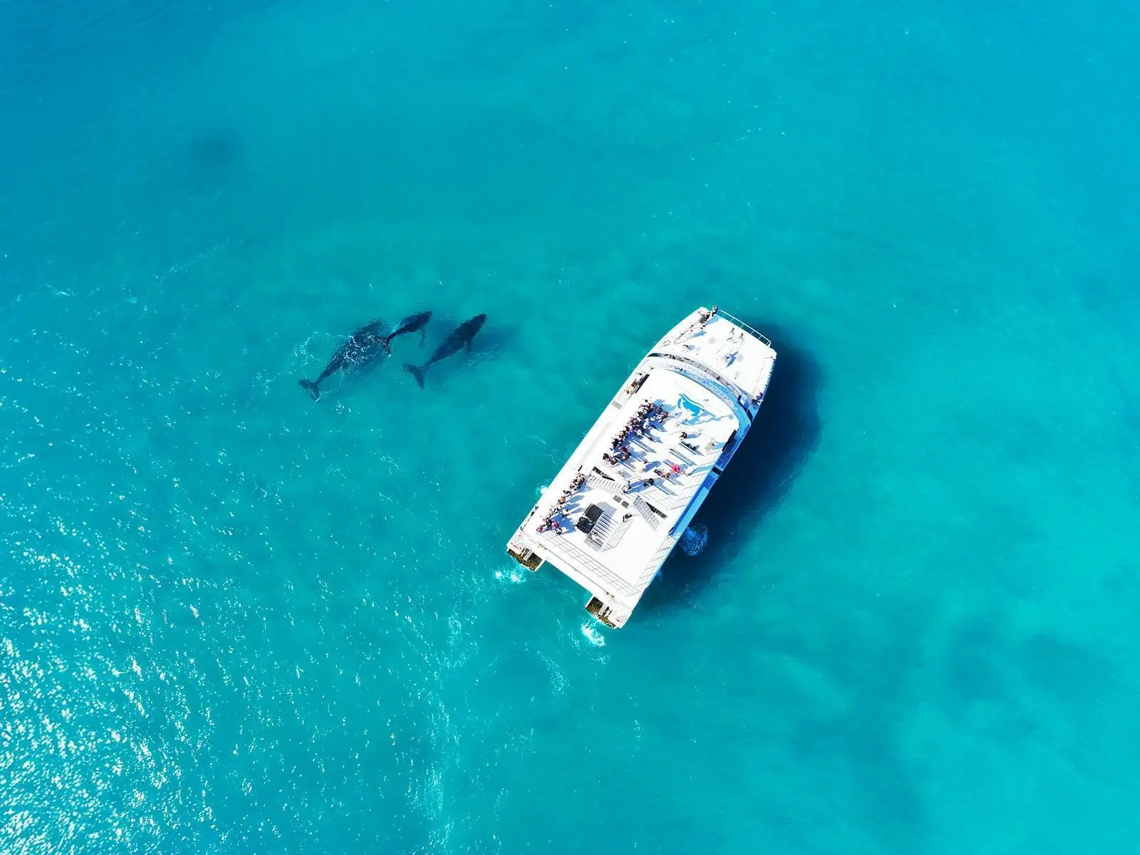 Earlybird Saver on Whale Watching
