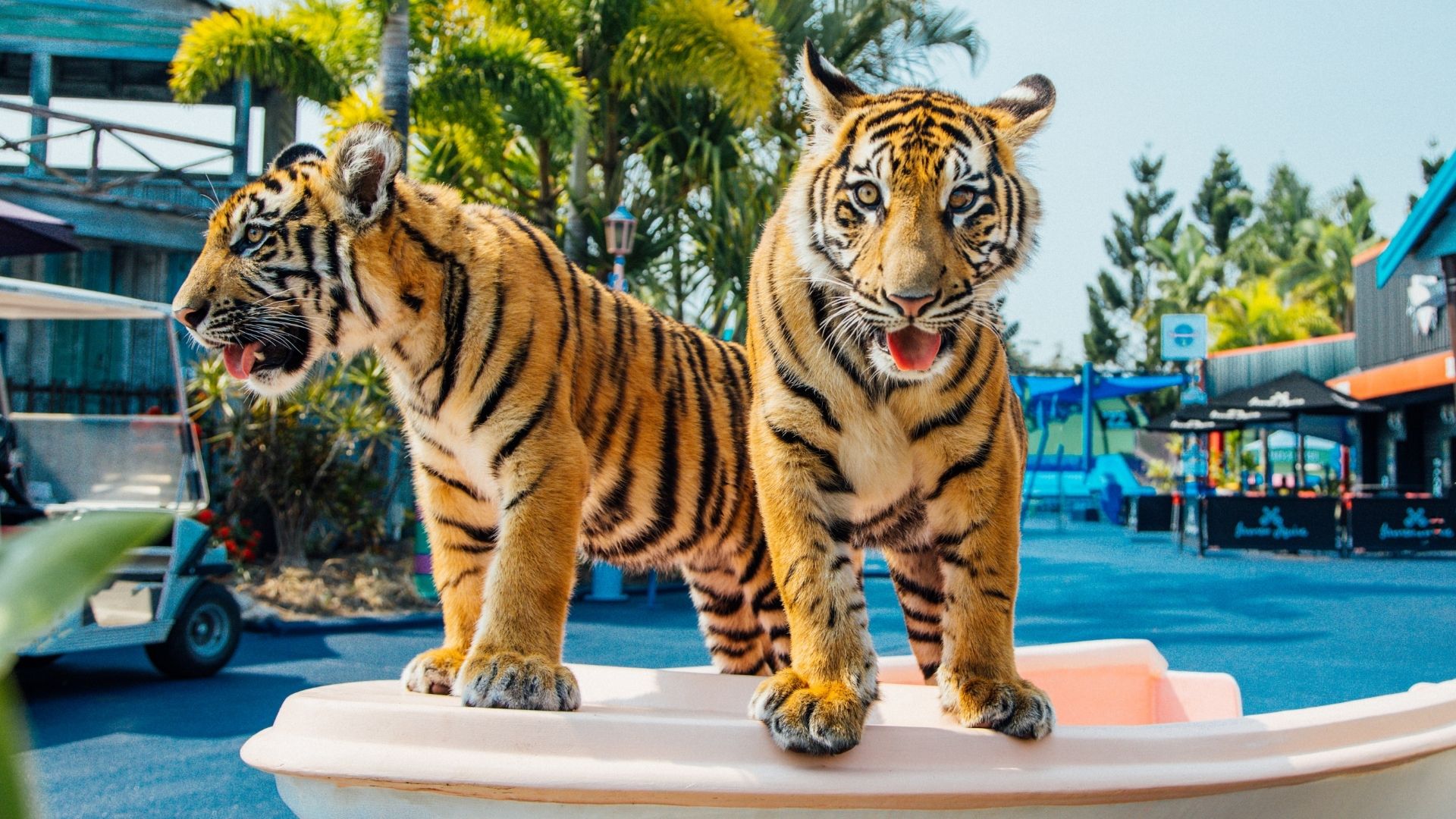 gold coast theme parks dream world tigers