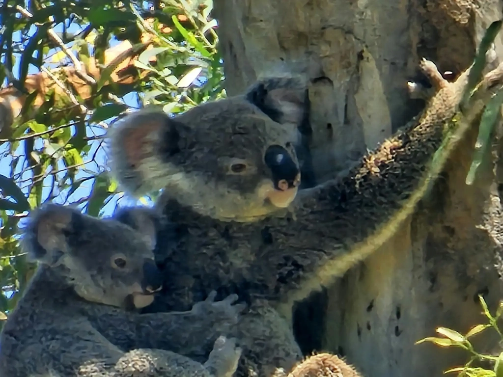 Koala Creek Camping