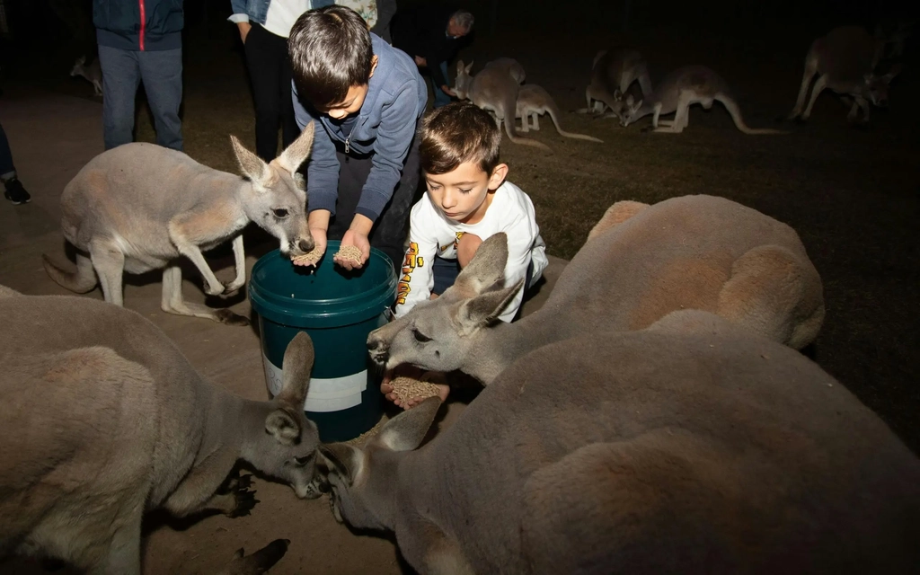 Twilight Tour at Currumbin Wildlife Sanctuary Image 3