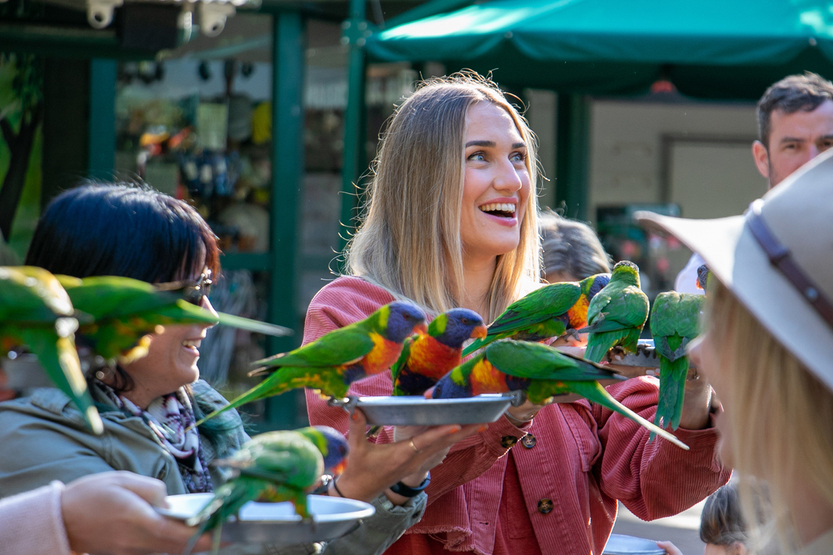 rainbow lorikeets