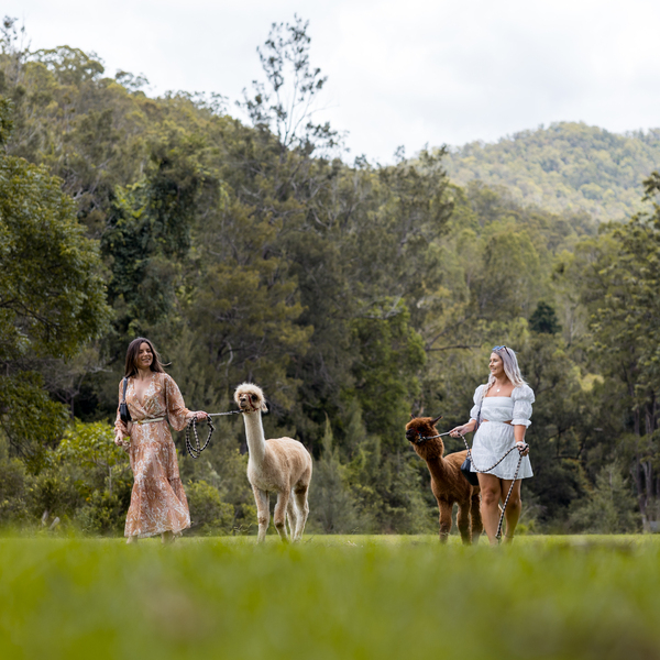 Mountview Alpaca Farm