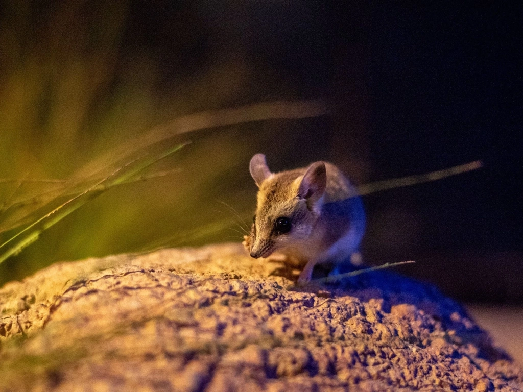 Spinifex Mouse sitting on a heap of sand in an arid setting.