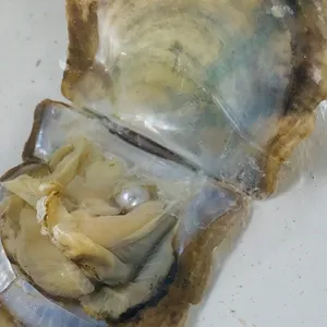 Pearl Oyster