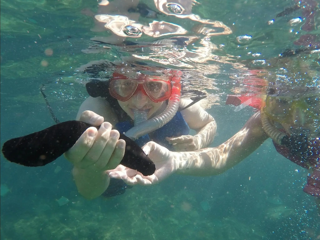 Snorkelling Sea Cucumber