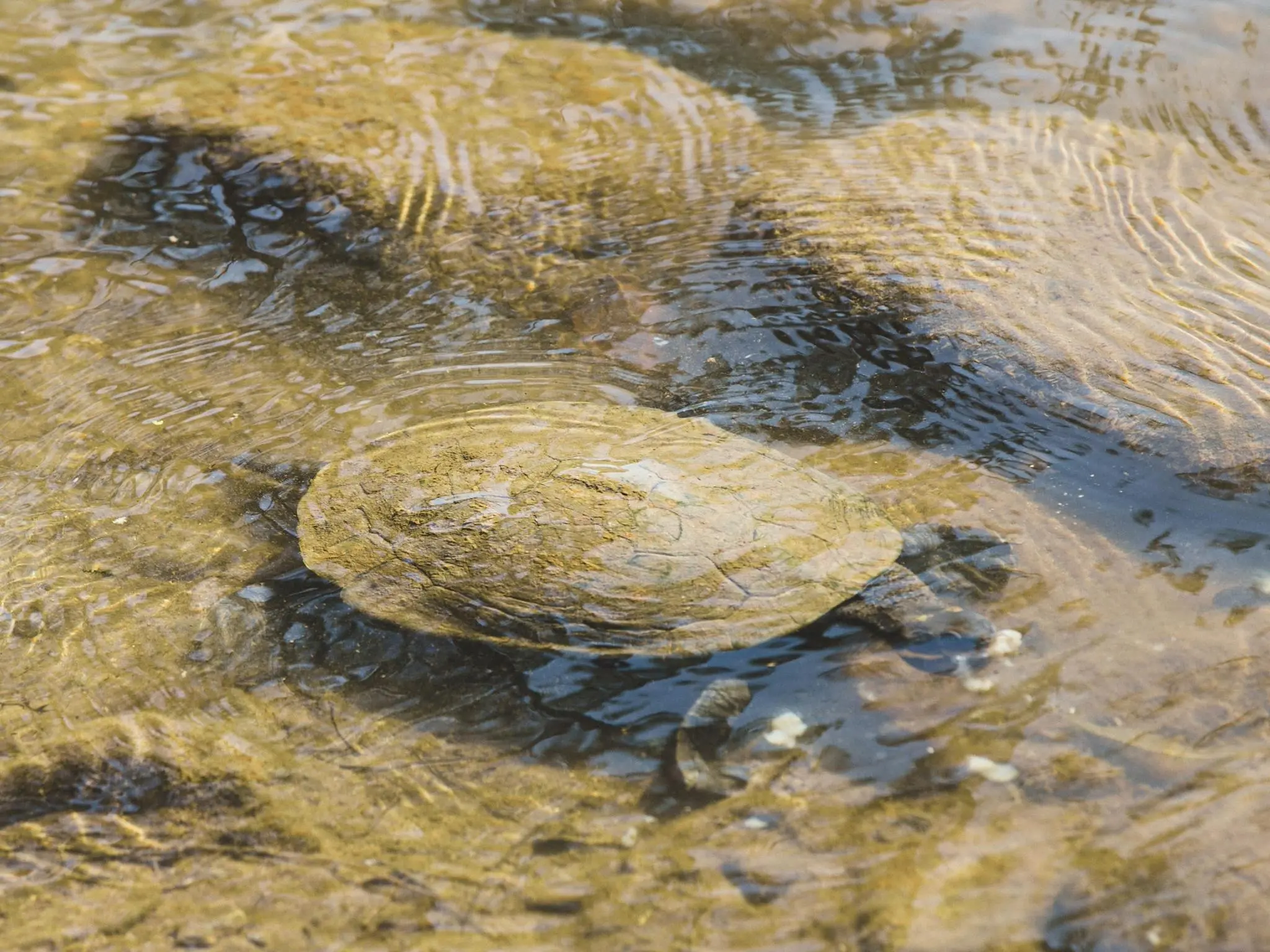 Complimentary Turtle Feeding Experience