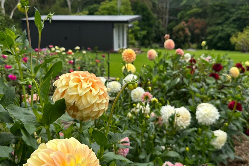 Tamborine Mountain Flower Farm.jpeg