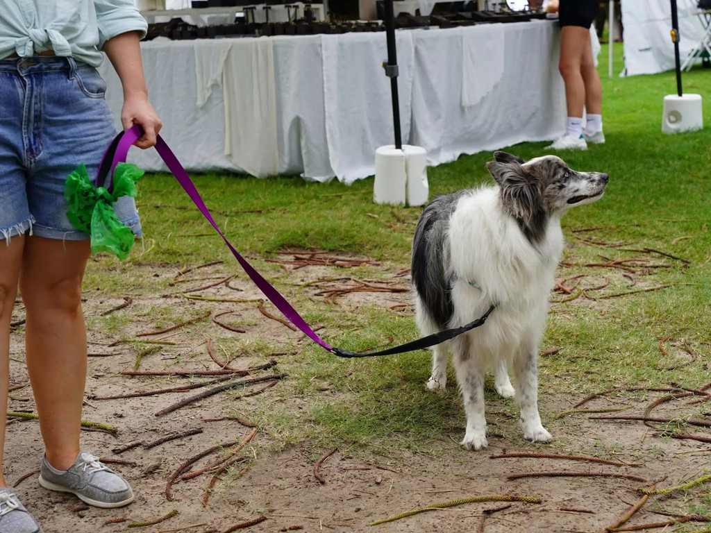 Beautiful dog on a purple lead being walked though the park and the markets.