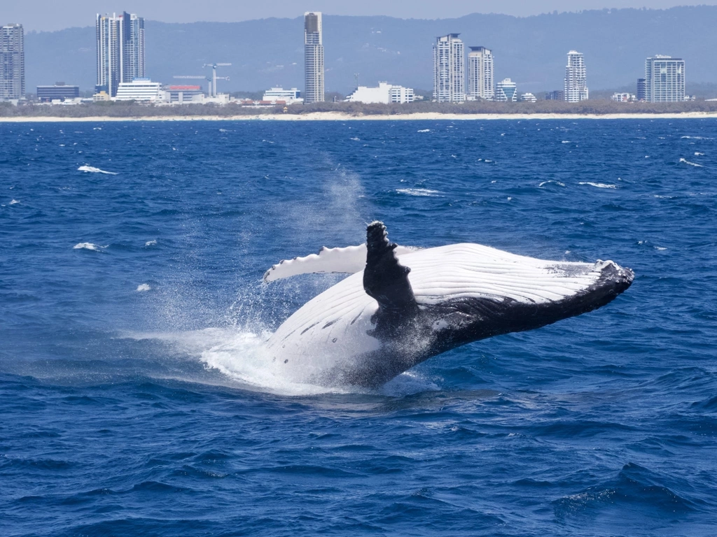 Humpback breaching