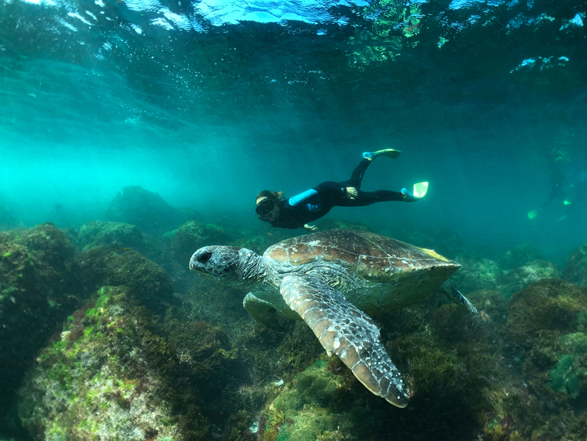 Gold Coast Try-Scuba Experience At Wave Break Island, 41% OFF