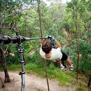12 huge flying foxes and 100+ TreeTop Challenges