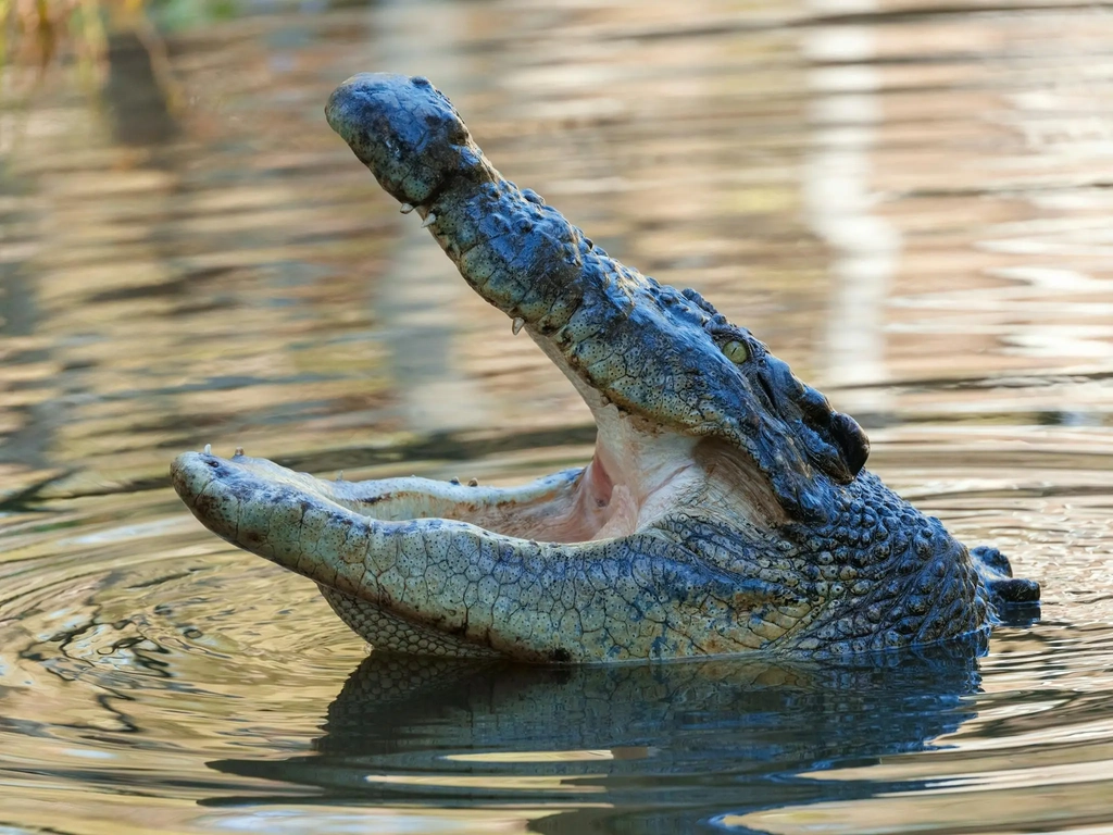 An adult estuarine crocodile, with its head out of the water and mouth agape showcasing its teeth.