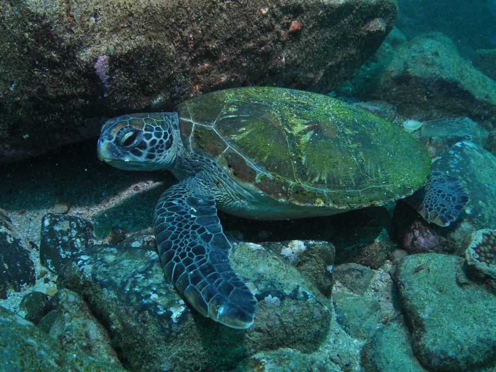 Kirra Reef