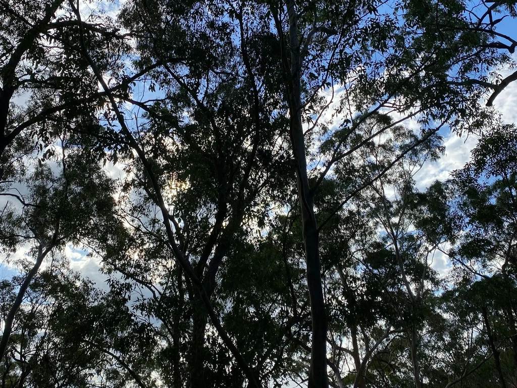 Looking up at the trees
