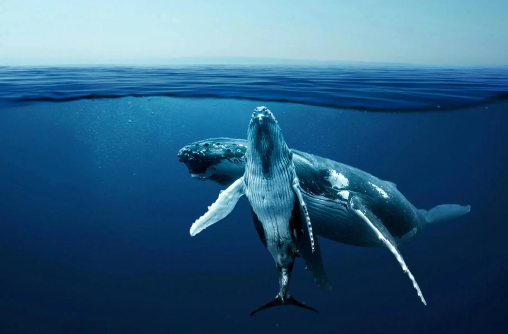 Wine, Whales and Sea Tales Image 1