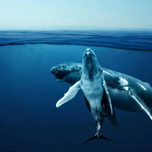 Wine, Whales and Sea Tales Image 1