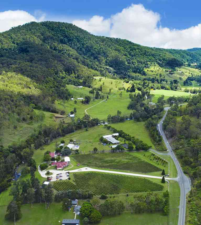 O'Reilly's Canungra Valley Vineyards